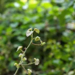 descubre cómo dejar tu inodoro blanco y fresco en minutos usando vinagre y bicarbonato de forma natural y efectiva.